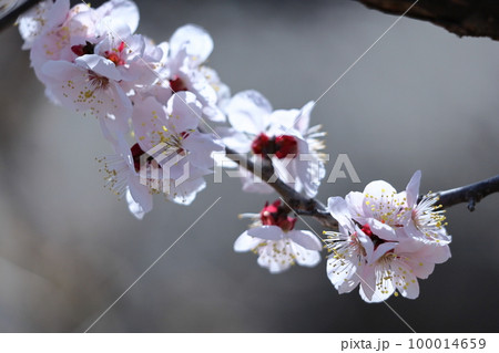 寒さに耐え気品よく咲く 100014659