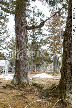 大金堂円隆寺の松と杉の古木 毛越寺 岩手県 大金堂円隆寺の松と杉の古木 毛越寺 岩手県 100014769