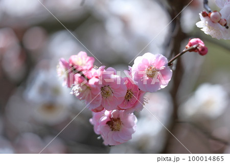 寒さに耐え気品よく咲く 寒さに耐え気品よく咲く 100014865