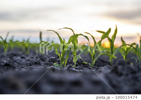 Close up low angle view at row of young corn stalks at field spring time in a sunset. Close up low angle view at row of young corn stalks at field spring time in a sunset. 100015474