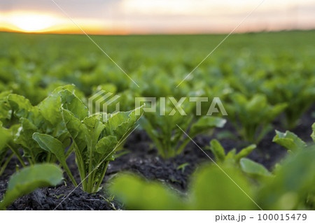 Close up young sugar beet leaves grows in the agricultural beet field in the evening sunset. Agriculture. 100015479