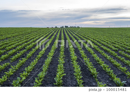Rows of young fresh beet leaves. Beetroot plants growing in a fertile soil on a field. Cultivation of beet. Agriculture. Rows of young fresh beet leaves. Beetroot plants growing in a fertile soil on a field. Cultivation of beet. Agriculture. 100015481