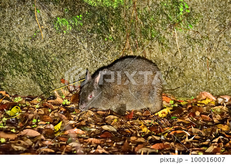 アマミノクロウサギ 100016007