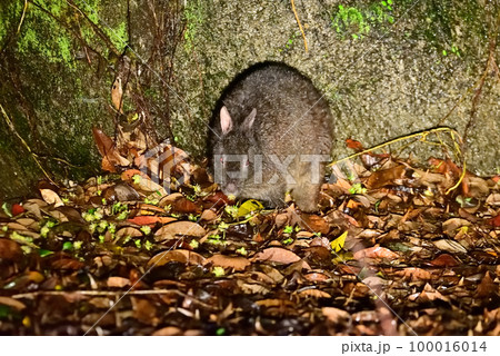 アマミノクロウサギ アマミノクロウサギ 100016014