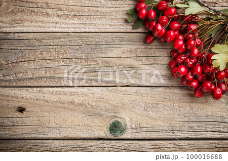 Hawthorn berries 100016688