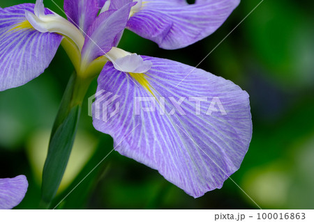 花菖蒲 花菖蒲 100016863