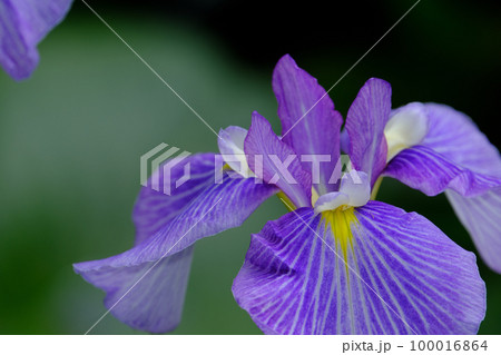 花菖蒲 花菖蒲 100016864