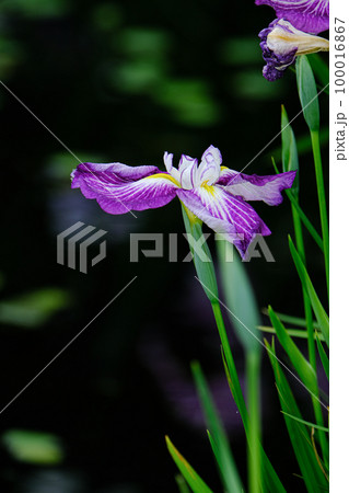 花菖蒲 100016867