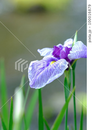 花菖蒲 100016879