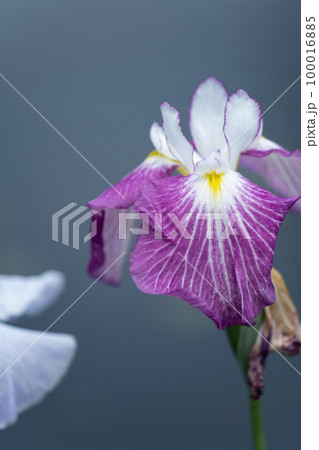 花菖蒲 100016885
