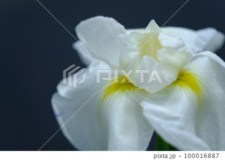 花菖蒲 花菖蒲 100016887