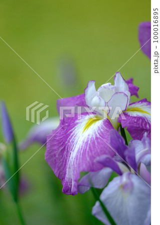 花菖蒲 100016895