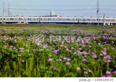 レンゲが一面に咲く春の海老名を走る小田急2600形NHE車、1983年4月18日 100016914