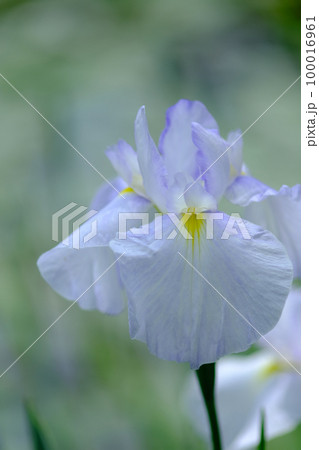 花菖蒲 100016961