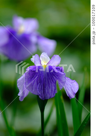 花菖蒲 花菖蒲 100017109