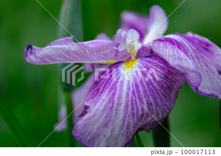 花菖蒲 100017113