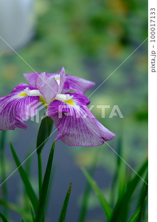 花菖蒲 100017133