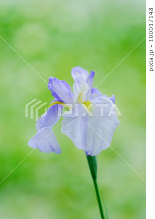 花菖蒲 花菖蒲 100017148