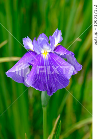花菖蒲 花菖蒲 100017152