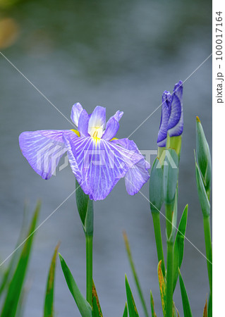 花菖蒲 100017164