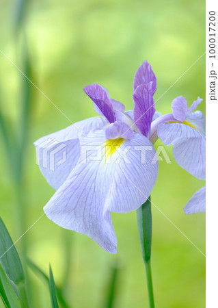 花菖蒲 100017200