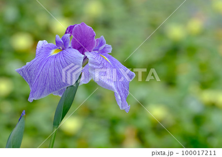 花菖蒲 100017211