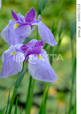 花菖蒲 花菖蒲 100017213