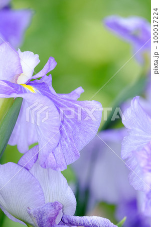 花菖蒲 花菖蒲 100017224