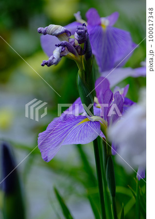 花菖蒲 100017348