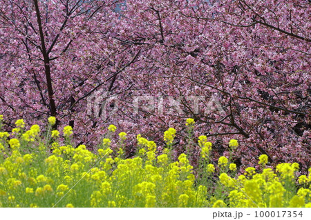 鮮やかなピンク色に咲く 100017354