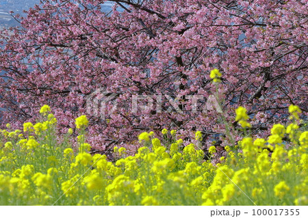 鮮やかなピンク色に咲く 100017355