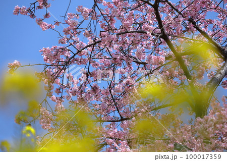 鮮やかなピンク色に咲く 100017359