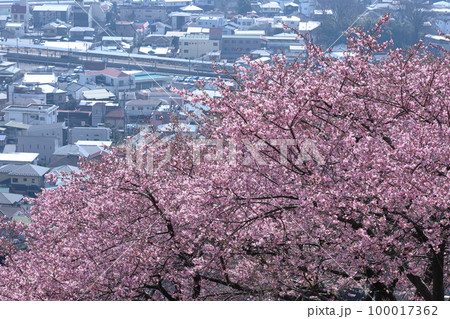 鮮やかなピンク色に咲く 100017362