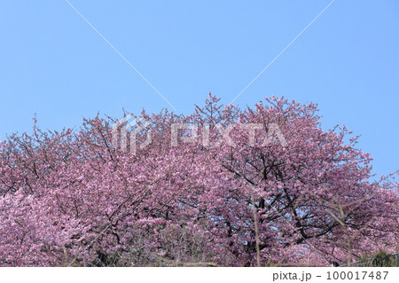 鮮やかなピンク色に咲く 100017487