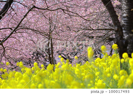 鮮やかなピンク色に咲く 100017493