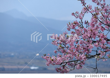 鮮やかなピンク色に咲く 100017495