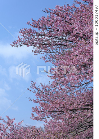 鮮やかなピンク色に咲く 100017497