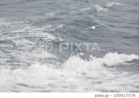 フルマカモメ フルマカモメ 100017576