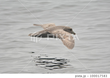 フルマカモメ 100017583