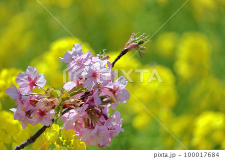 鮮やかなピンク色に咲く 100017684