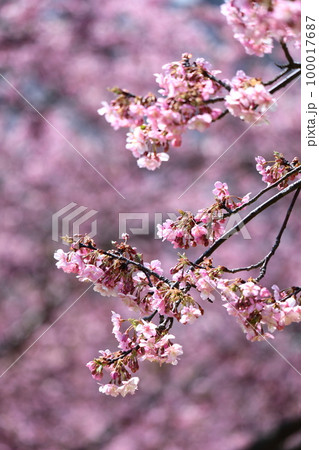 鮮やかなピンク色に咲く 100017687