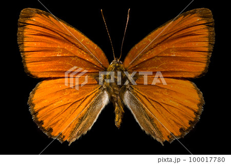 Butterfly Butterfly 100017780