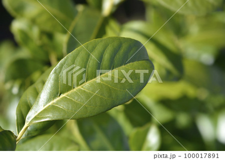 Laurel cherry 100017891