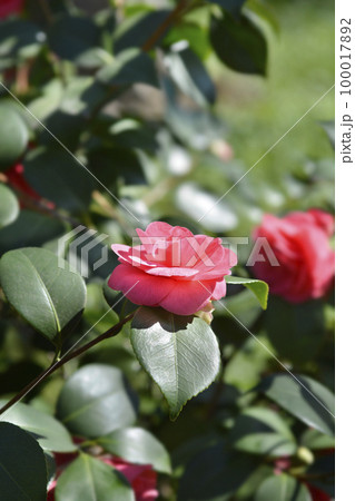 Camellia 100017892
