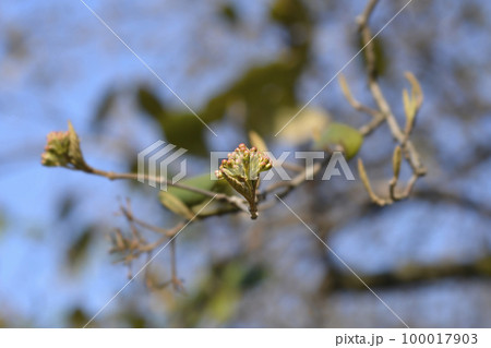 Korean spice viburnum Korean spice viburnum 100017903