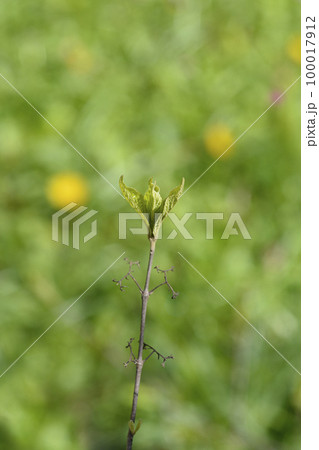 Purple Beautyberry 100017912
