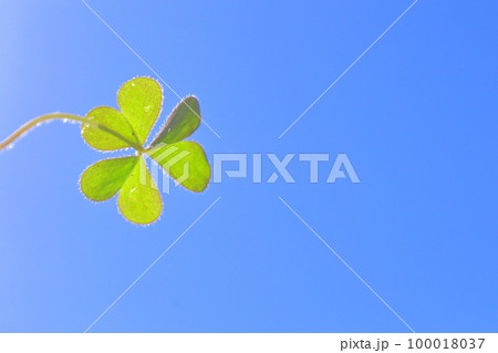 青空と三つ葉のクローバー 100018037