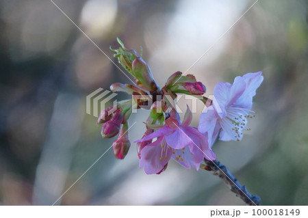 鮮やかなピンク色に咲く 100018149