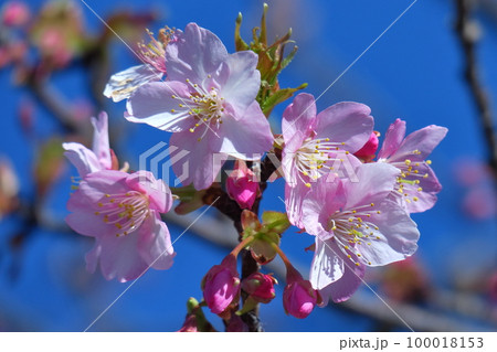 鮮やかなピンク色に咲く 100018153