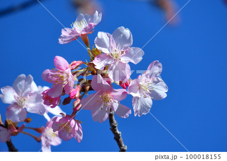 鮮やかなピンク色に咲く 100018155